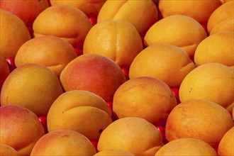 Apricots for sale on a market stall, Brittany, France, Europe