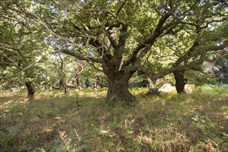 Ancient broad leaf oak woodland once a medieval deer park, The Thicks, Staverton forest, Suffolk,