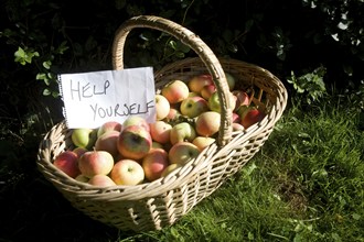 Help Yourself sign wicker basket of Discovery apples