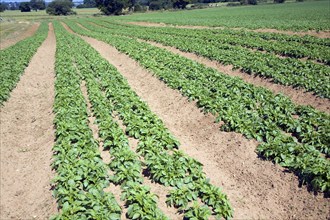 Rows of potatoes in field, Sutton, Suffolk, England, United Kingdom, Europe