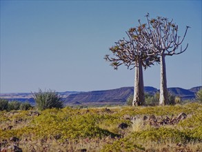 Quiver tree, Aloe dichotoma, in the semi-desert of the Karas region in southern Namibia. Canyon