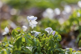 Wood anemone in the floodplain landscape around Moritzburg, Moritzburg, Saxony, Germany, Europe