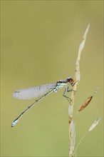 Small red-eyed damselfly (Erythromma viridulum), male with dewdrops, North Rhine-Westphalia,