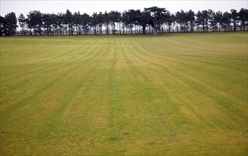 Turf crop growing in field with distant horizontal line of trees, Sutton, Suffolk, England, UK