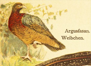 Great argus (Argusianus argus) female, World of Birds, historical illustration 1890