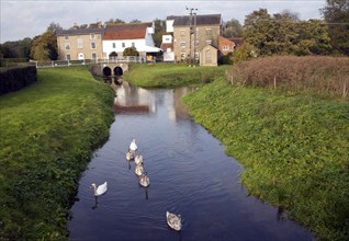 Swans on River Deben and Rackhams water mill, Wickham Market, Suffolk, England, United Kingdom,