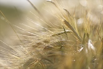 Close-up of ears of wheat in the golden sunlight