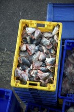 Fishing harbour unloaded fresh catch Bridlington, Yorkshire, England, fish scraps to be used as