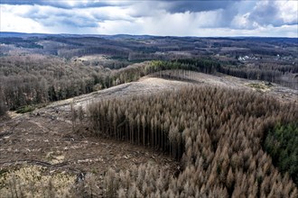 Area in the Arnsberg Forest near Warstein-Sichtigvor, district of Soest, area of a spruce forest