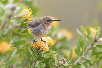 Cape sugarbird (Promerops cafer), Harold Porter National Botanical Gardens, Betty's Bay, Western