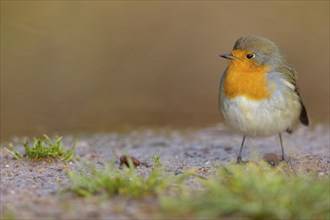 Robin, (Erithacus rubecula), Tiszaalpár, Kiskunsági National Park, Bács-Kiskun, Hungary, Europe