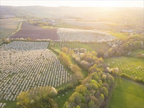 Orchards in bloom near Wittgensdorf in the Eastern Ore Mountains, Wittgensdorf, Saxony, Germany,