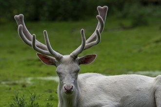 Leucistic red deer (Cervus elaphus) stag, white morph at forest edge with antlers covered in velvet