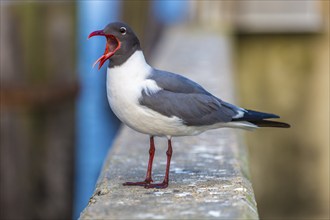 Laughing Gull (Leucophaeus atricilla) perched on the sea wall at a harbor in Long Beach,