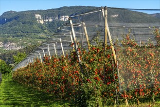 Apple-growing region in the Adige Valley, South Tyrol, large areas under cultivation, in South