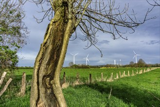 Pollarded willows in the Momm-Niederung nature reserve, part of the Rhine foreland nature reserve