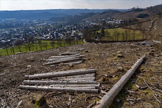 Cleared forest area north of the village of Öventrop, district of Arnsberg, dead spruce stands were