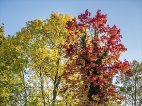 Autumn foliage, colourful autumn trees, Celle, Germany, Europe