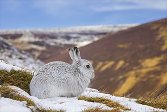 Mountain hare, alpine hare, snow hare (Lepus timidus) in white winter pelage resting in the hills