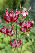 Turk's cap lily (Lilium martagon), Münsterland, North Rhine-Westphalia, Germany, Europe