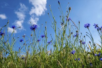 Cornflowers (Cyanus segetum) against the sky, Münsterland, North Rhine-Westphalia, Germany, Europe