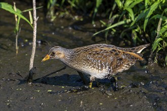 Spotted crake (Porzana porzana, Ortygometra porzana) foraging in marshland in summer