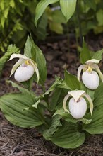 Beautiful orchids of different colors on green background in the garden. Lady's-slipper hybrids.