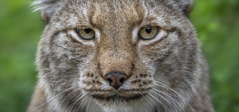 Eurasian lynx (Lynx lynx), close-up portrait in forest, wood