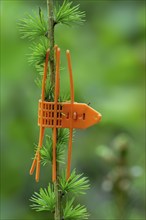 Plastic orange game browsing protection cuff placed on terminal shoot bud of young conifer as tree