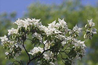 Flowering kousa dogwood (Cornus kousa), North Rhine-Westphalia, Germany, Europe