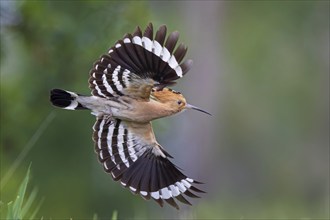 Hoopoe (Upupa epops) Bird of the Year 2022, erect cap, sunrise, flying, Middle Elbe Biosphere