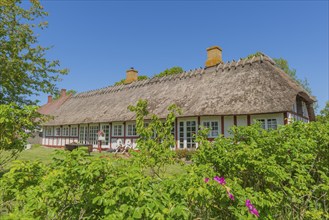 Island of Skarø, Skaroe, thatched half-timbered house, Danish South Sea, group of trees, idyll,