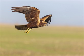 Western marsh-harrier (Circus aeruginosus), Hides de El Taray / Raptor Hide, Villafranca de los