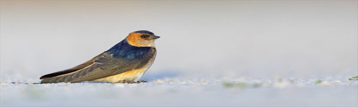 Red-rumped swallow (Hirundo daurica), Lesbos Island, Greece, Europsa, Europe