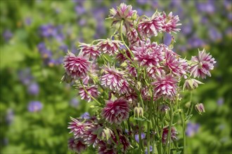 Columbine (Aquilegia) variety Barlow Pink, North Rhine-Westphalia, Germany, Europe