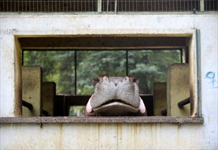 A Hippopotamus inside an enclosure at Assam State Zoo in Guwahati, Assam, India on 21 Nov. 2020