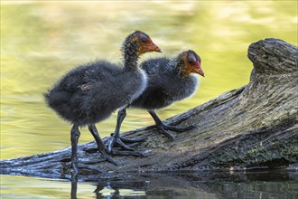 Eurasian burbot (Fulica atra) chicks on a trunk in the water. Bas Rhin, Alsace, France, Europe