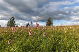 Common Bistorte (Bistorta officinalis) in a high altitude meadow. champ du feu, bas rhin, Alsace,