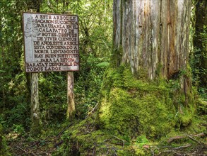 Alerce trail, giantic trees, path in rain forest, park Pumalin, parque Pumalin, Carretera Austral,