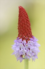 Orchid primrose or orchid primrose (Primula vialii), ornamental plant, occurring in China