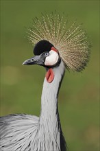 Gray crowned-crane (Balearica regulorum), portrait, captive, occurrence in Africa