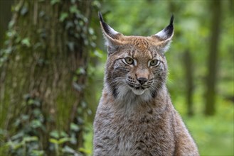 Eurasian lynx (Lynx lynx) close-up portrait in forest