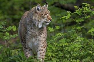 Eurasian lynx (Lynx lynx) hunting in thicket of forest