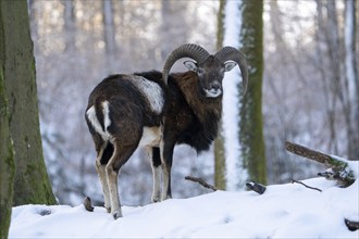 Mouflon (Ovis-gmelini) in winter in the forest, Vulkaneifel, Rhineland-Palatinate, Germany, Europe