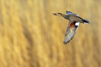 Gadwall, (Anas strepera), Mareca strepera, Wagbachniederung, Wagh‰usl, Baden-Württemberg, Federal