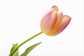 Single peach colored tulip spring flower on white background. KI generiert, generiert AI generated