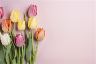 Colorful tulip spring flowers on pastel pink background. KI generiert, generiert AI generated