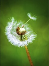 Macro shot of a dandelion (Taraxacum officinale), focusing on the fluffy seed head and fine