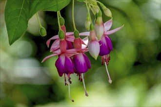 Fuchsias (Fuchsia), Münsterland, North Rhine-Westphalia, Germany, Europe