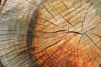 Detail of colourful tree rings of an apple tree, Switzerland, Europe